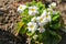 White primrose in a flower bed