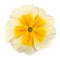 White Primrose Flower with Yellow Center Isolated