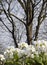 White primrose flowers