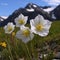 White primrose outdoors shot against mountains with blue sky. Beautiful illustration of blooming flowers of Primrose. Beautiful