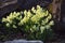 White primroses bloomed in the garden in spring