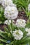 White primroses Primula denticulata Alba