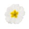 White Primula with dew drops