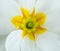 White primula flowers