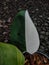 White princess philodendron ornamental plant that grows with new leaves