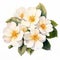 White Prosperity Primrose Watercolor Painting On White Background Hd