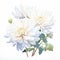 White Prosperity: Watercolor Chrysanthemum Painting On White Background