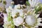 White protea and David Austin roses