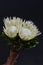 White protea plant on black background