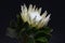 White protea plant on black background