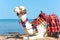 White proud camel resting on the Egyptian beach. Camelus dromedarius.