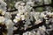 White Prunus spinosa Flowers in Spring