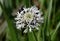 White Puff Ball Wildflower