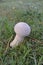 White puffball mushroom.
