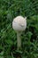 White puffball mushroom in the grass