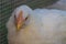 White pullet in chicken coop