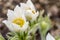 White Pulsatilla alpina blossom
