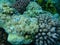 White pulse coral, pom pom xenia or pulse coral, Xenia umbellata, and cauliflower coral, rasp coral Pocillopora verrucosa undersea