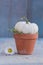 White pumpkin baby boo and daisy in a ceramic pot