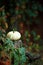 White Pumpkin on Rustik Background. Natural Photo