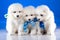 White puppies of Samoyedskaja dog