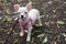 White puppy of chihuahua in autumn forest