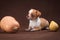 White puppy chihuahua with pumpkins