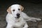 White puppy dog labrador retriever looking