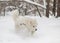 White puppy dog of Samoyed Laika breed runs through snowdrifts in forest