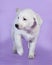 White puppy goes on lilac