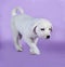 White puppy goes on lilac