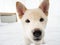 White puppy of Japanese Shiba Inu short hair that genius pedigree looking closer and waiting for playing with pet owner by curious