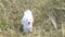 White puppy outdoor on green grass in the yard