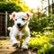 A white puppy is playing and running in the garden