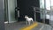 White puppy plays tied near by shop