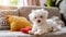 White puppy on plush rug in sunlit room with red heart toy cozy home interior scene