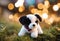 A white puppy plush toy lying in a lush green grass field in front of a backdrop of twinkling lights