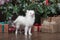White puppy Pomeranian stands on the background of the Christmas tree