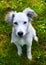 White puppy on the summer green background