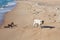 White puppy walks along the empty muddy sea beach with garbage. End of the tourist season