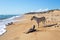 White puppy walks along the empty muddy sea beach with garbage. End of the tourist season