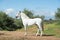 White pure Andalusian stallion poseing in  garden. Andalusia. Spain