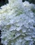 White pure fine flowers. Hydrangea