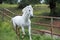 White pure spanish,Andalusian running in his paddock
