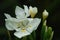 White pure Wild Iris flowers and buds growing under dim light