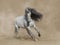 White Purebred Andalusian horse playing on sand