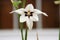 White and Purple Acidanthera blosom in a garden