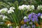 White purple Agapanthus flowers in New Zealand Garden