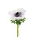 White and purple anemome with black center and green leafs isoated on white background.