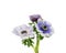 White and purple anemome with black center and green leafs isoated on white background
